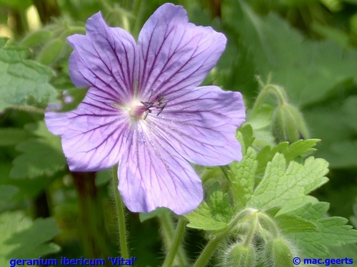 Geranium iberium 'Vital'